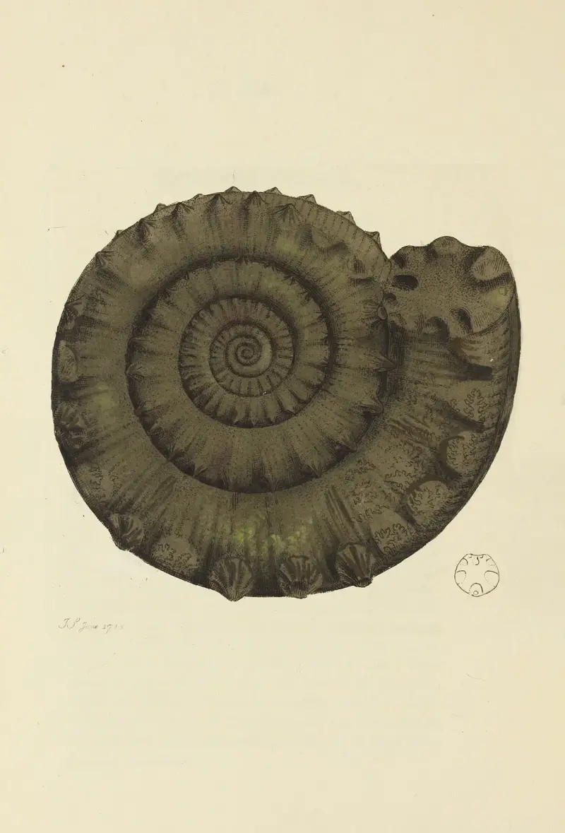 The mineral conchology of Great Britain Taf. 094 von James Sowerby