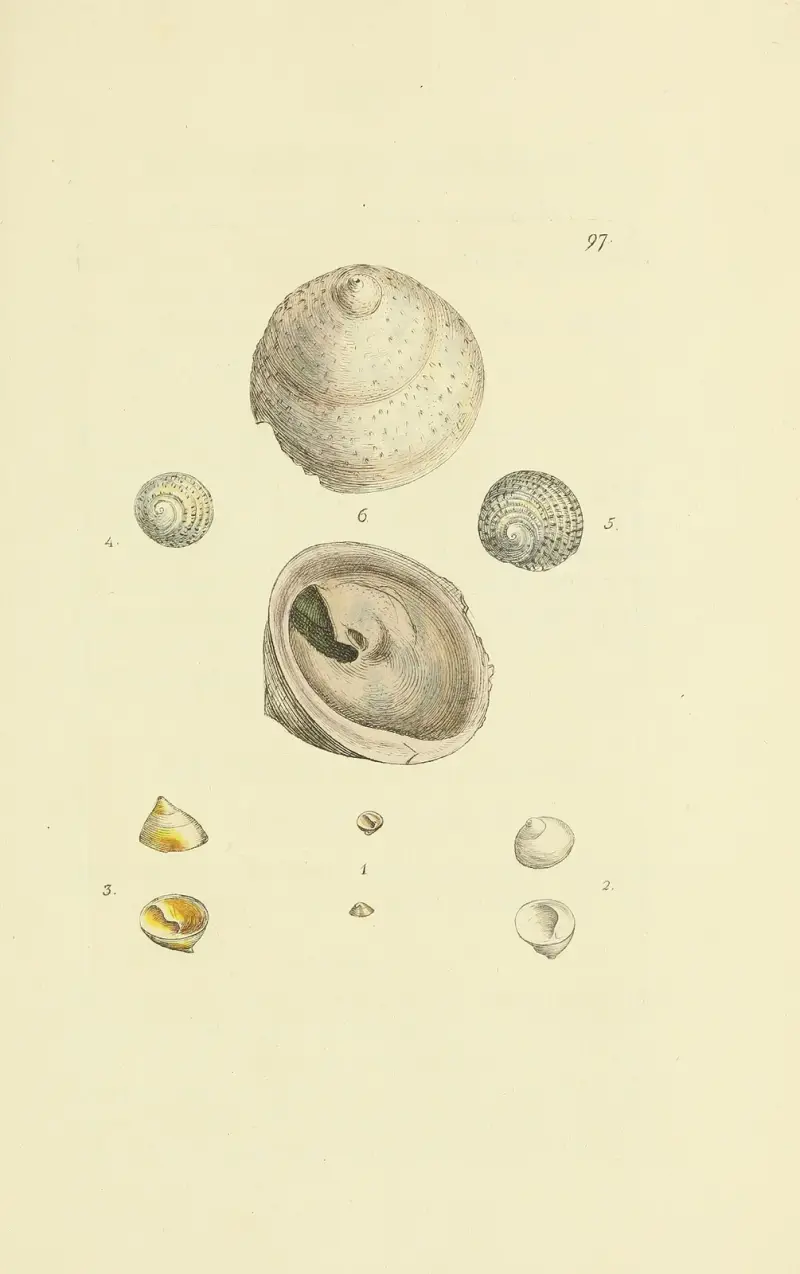 The mineral conchology of Great Britain Pl. 96 av James Sowerby