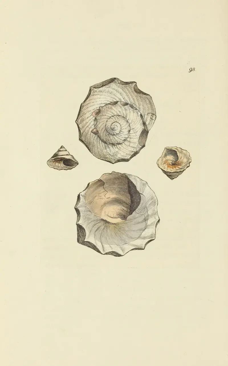 The mineral conchology of Great Britain Pl.097 av James Sowerby