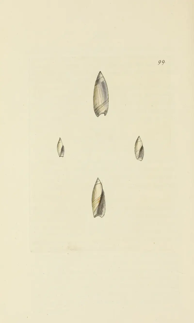 Die Mineral-Conchologie von Großbritannien Taf. 098 von James Sowerby