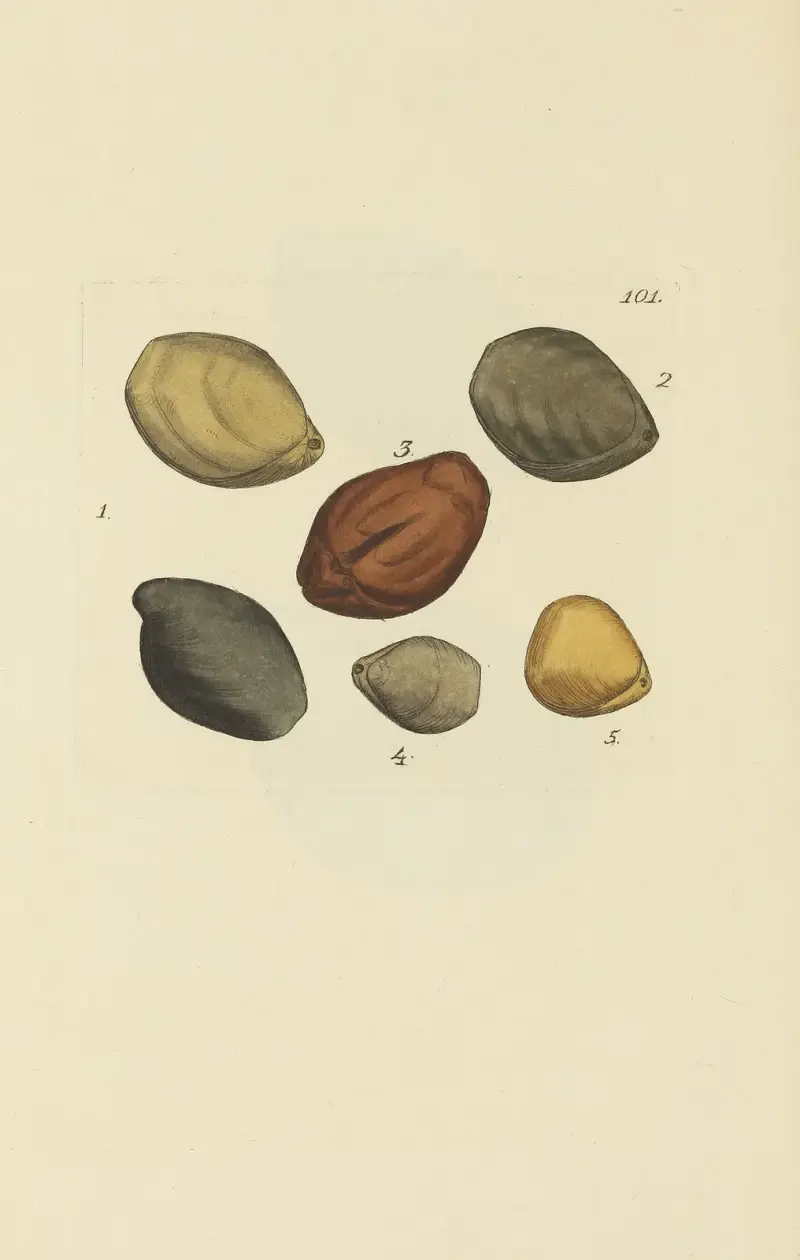 The mineral conchology of Great Britain Pl.100 av James Sowerby