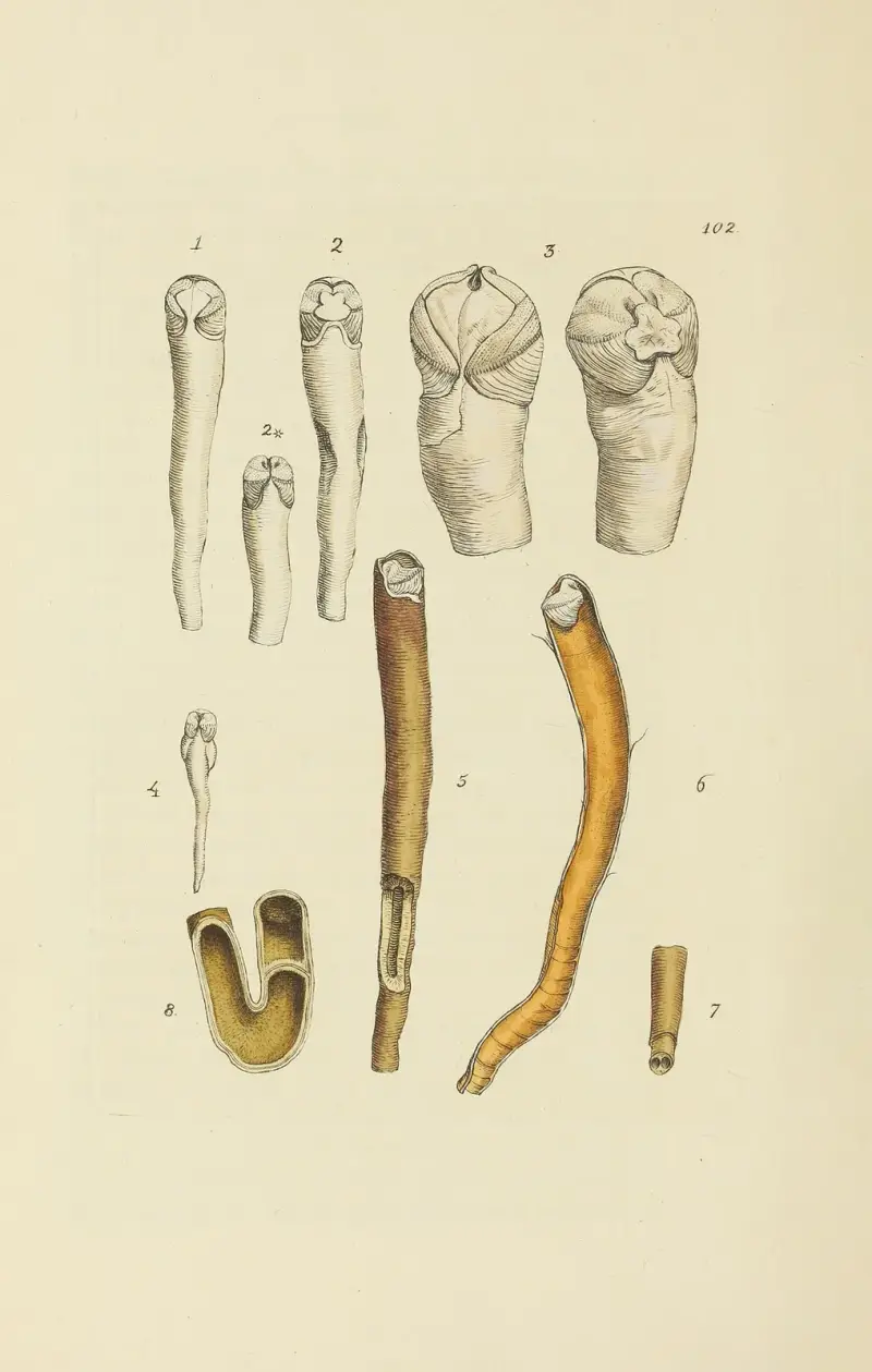 Die Mineral-Conchologie von Großbritannien Taf. 101 von James Sowerby