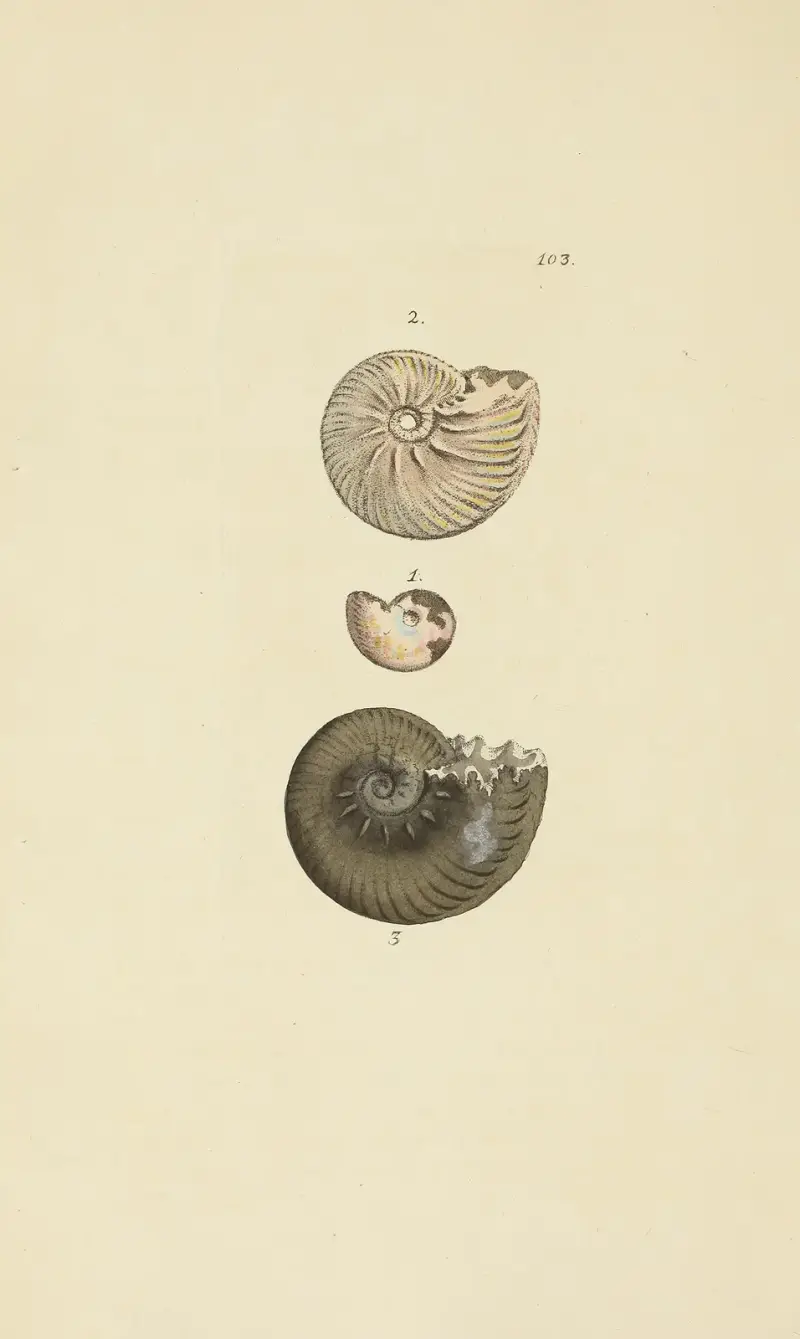 The mineral conchology of Great Britain Pl.102 av James Sowerby