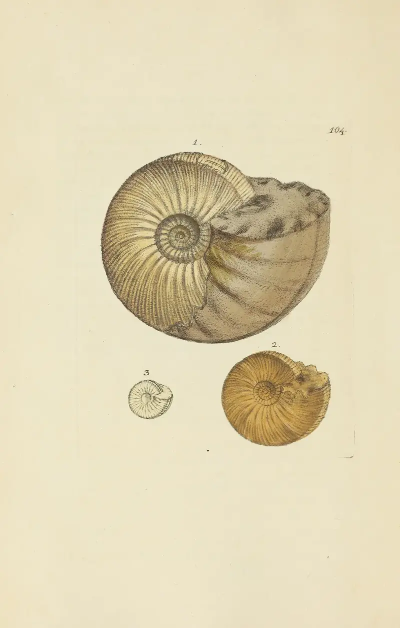 The mineral conchology of Great Britain Pl.103 av James Sowerby