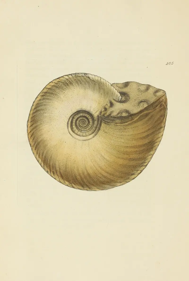 Brittisk mineralogisk konkologi, plansch 104 av James Sowerby