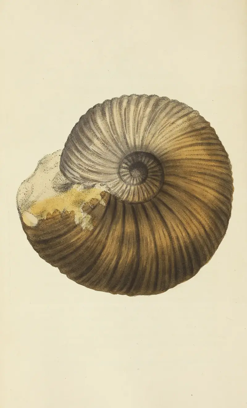 Mineralconkologi från Storbritannien, pl. 107 av James Sowerby