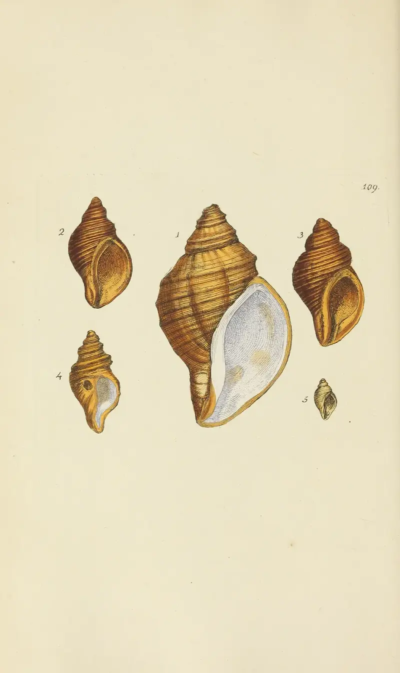 The mineral conchology of Great Britain Pl.108 av James Sowerby