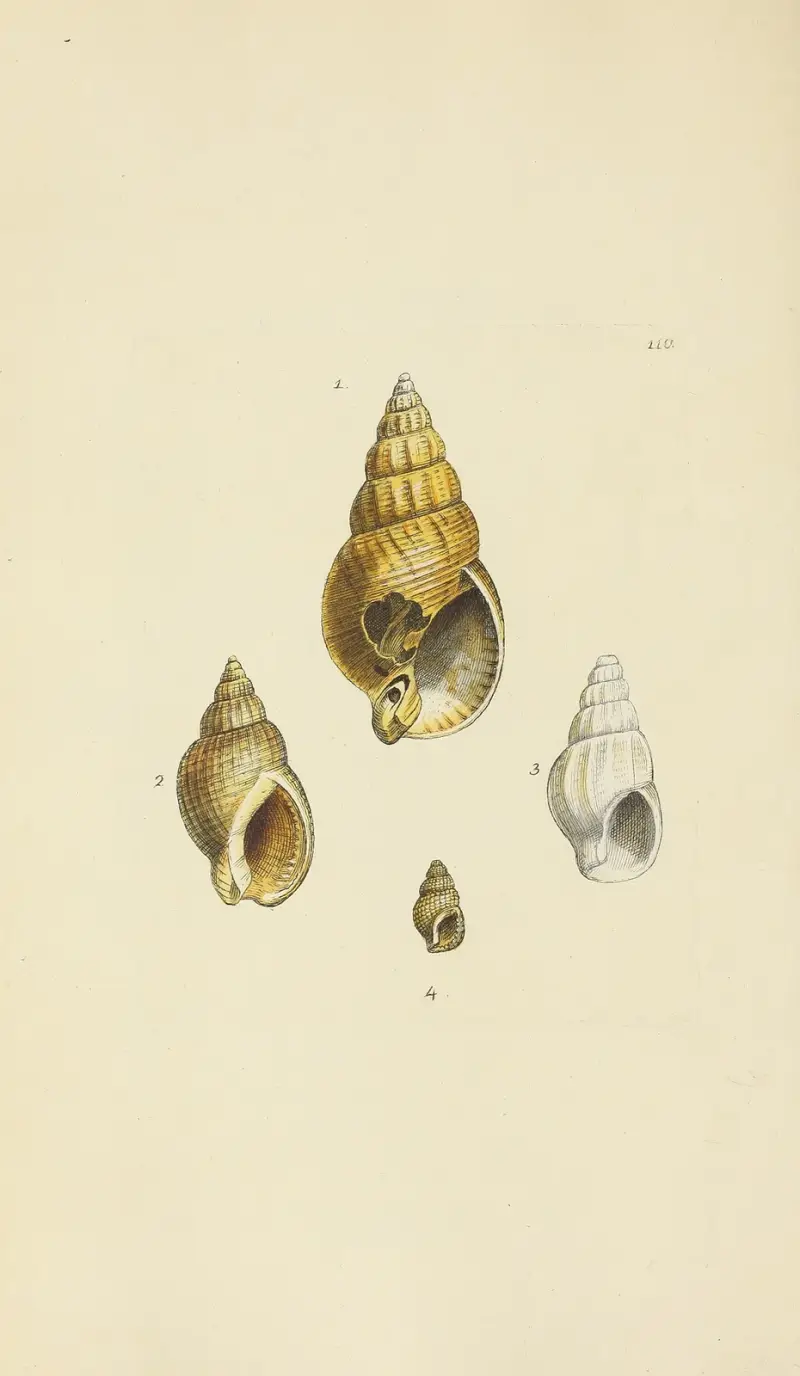 The mineral conchology of Great Britain Pl.109 av James Sowerby
