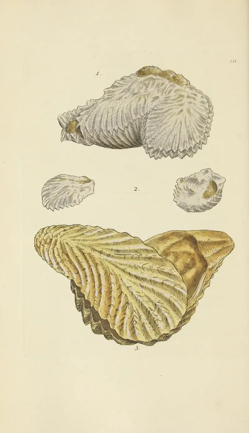 The mineral conchology of Great Britain Pl.110 av James Sowerby