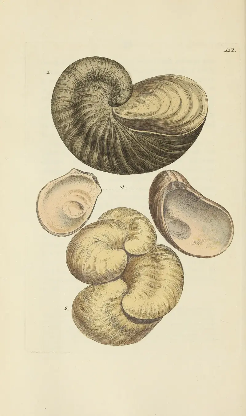 The mineral conchology of Great Britain Pl.111 av James Sowerby