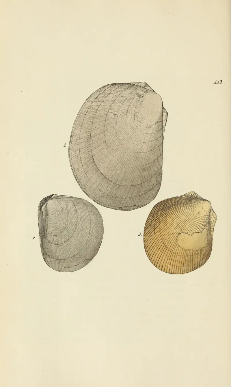 The mineral conchology of Great Britain Pl.112 av James Sowerby