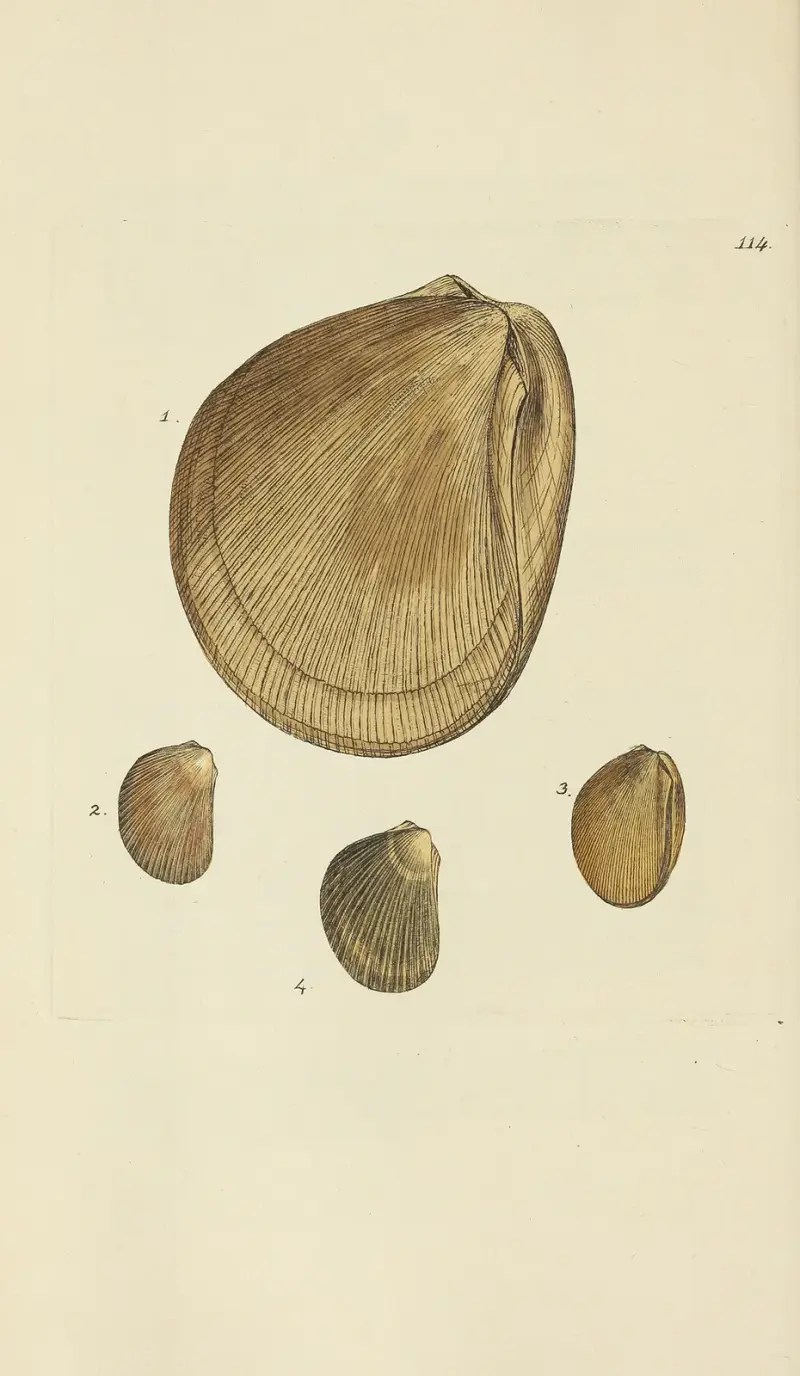 The mineral conchology of Great Britain Pl.113 av James Sowerby