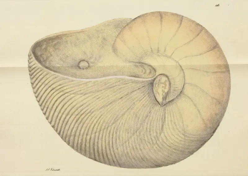 The mineral conchology of Great Britain Pl.115 av James Sowerby