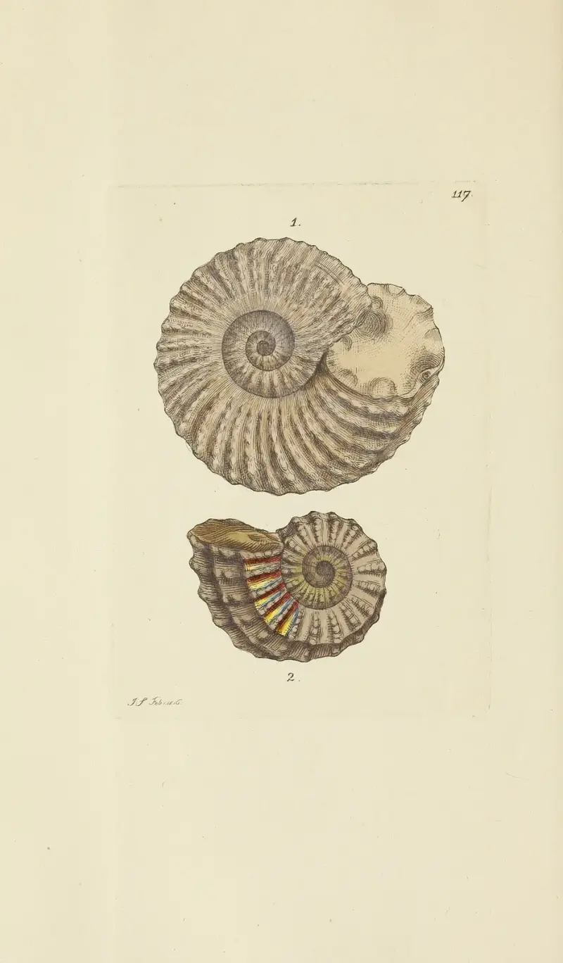 The mineral conchology of Great Britain Pl.116 av James Sowerby