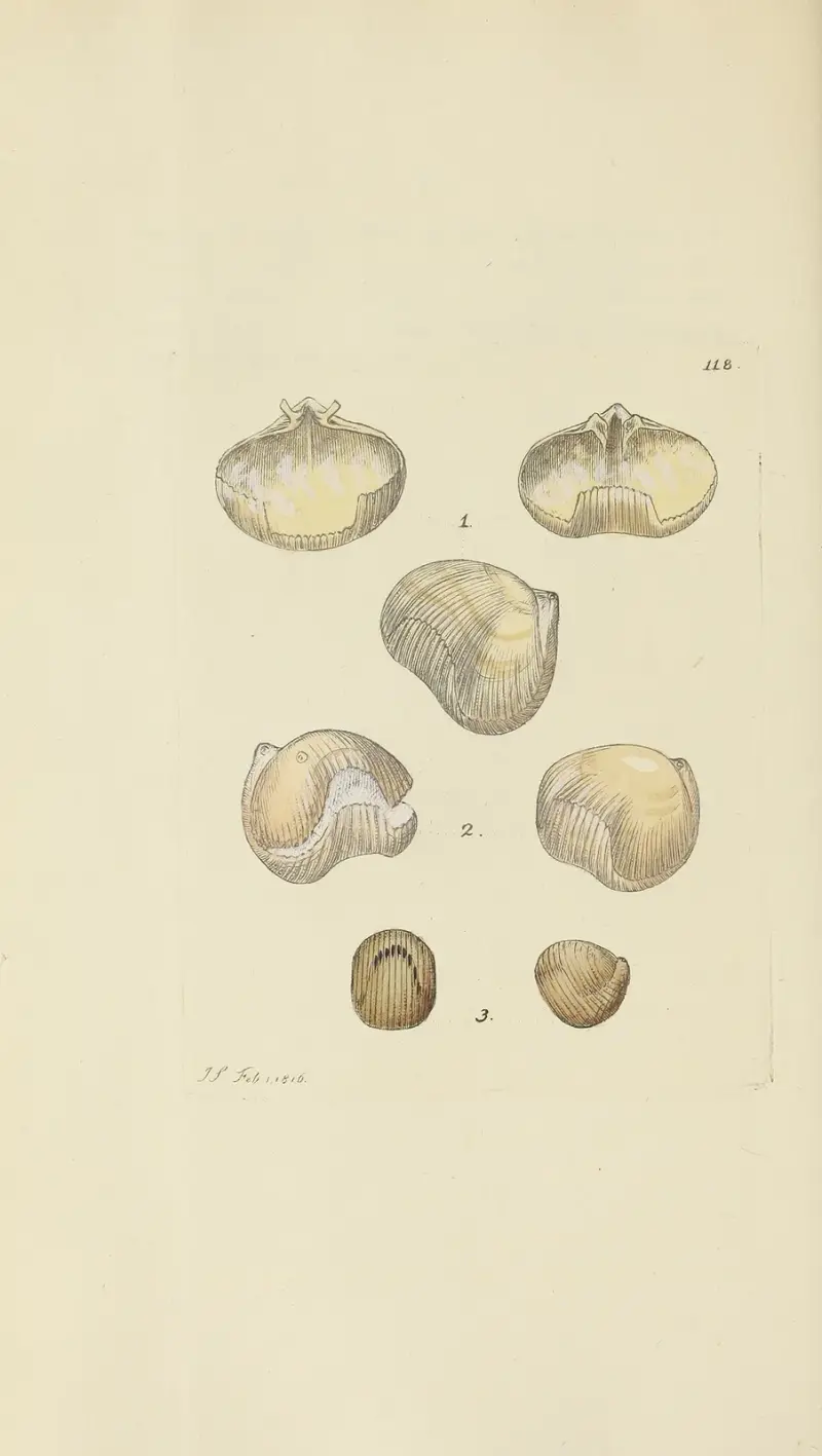 The mineral conchology of Great Britain Pl.117 av James Sowerby
