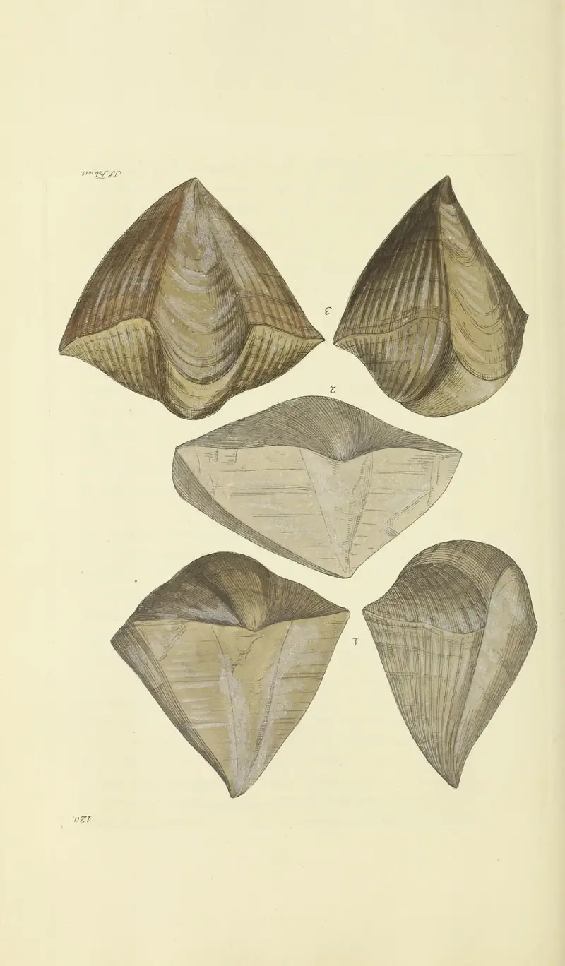 The mineral conchology of Great Britain Pl.118 av James Sowerby