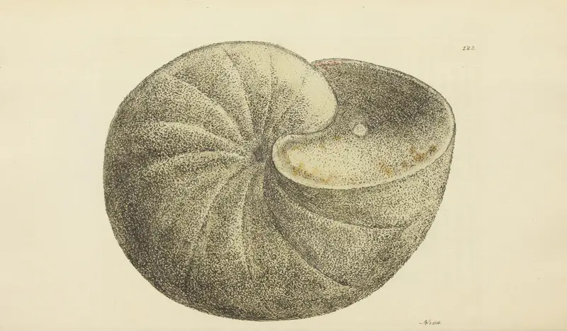 The Mineral Conchology of Great Britain, pl. 119 av James Sowerby