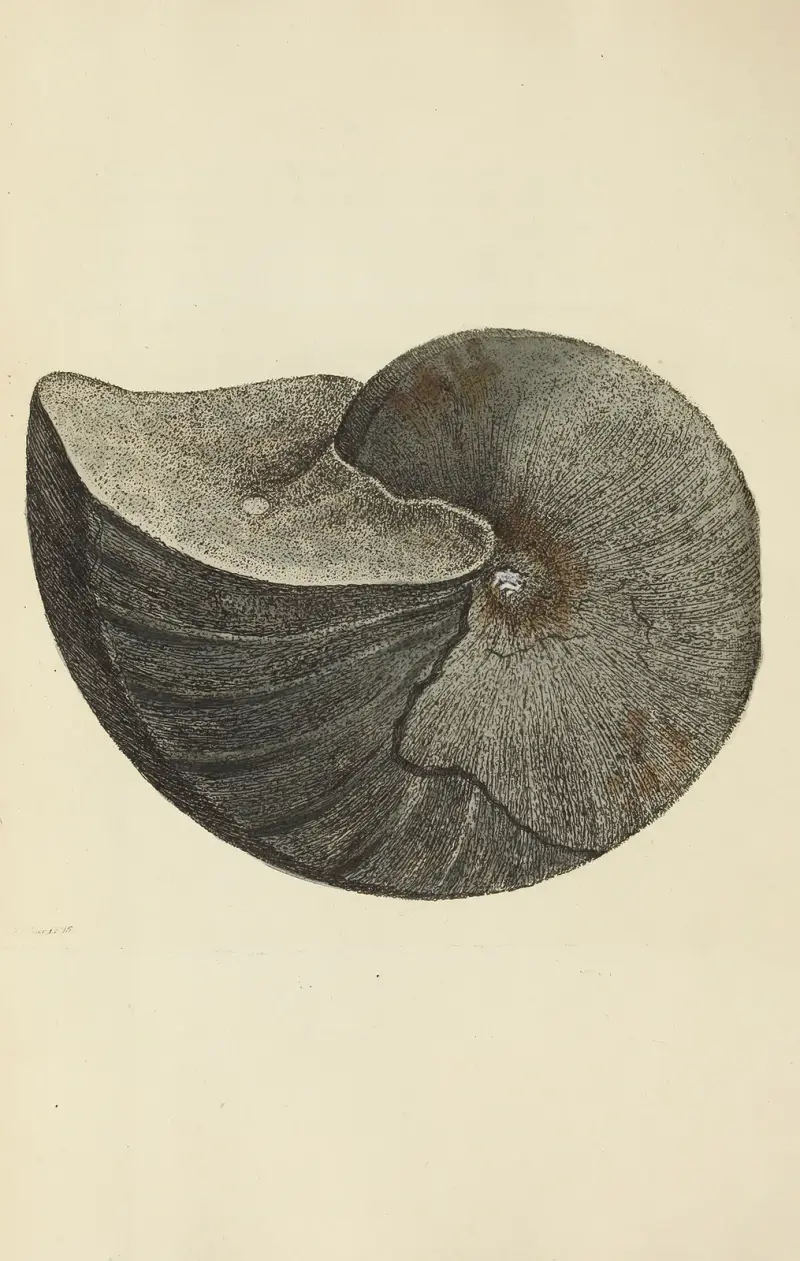 The mineral conchology of Great Britain Pl.120 av James Sowerby