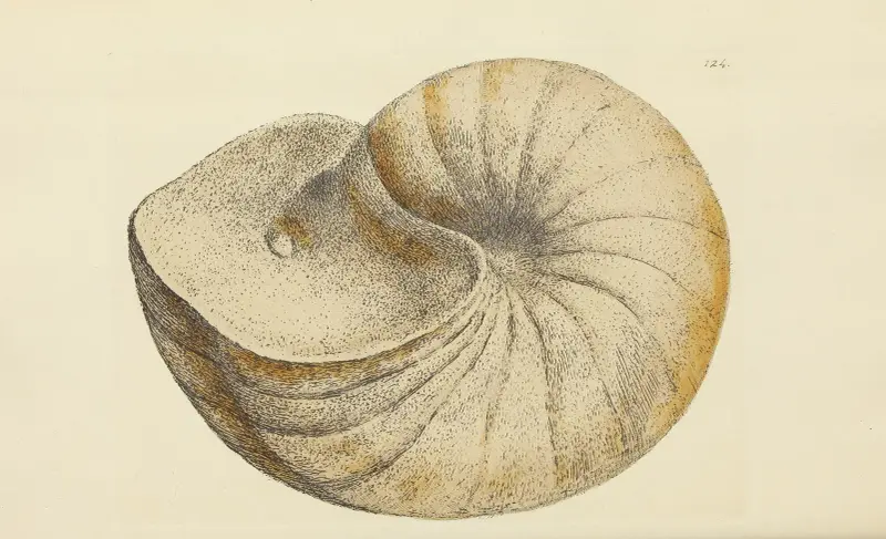 The mineral conchology of Great Britain Pl.121 av James Sowerby
