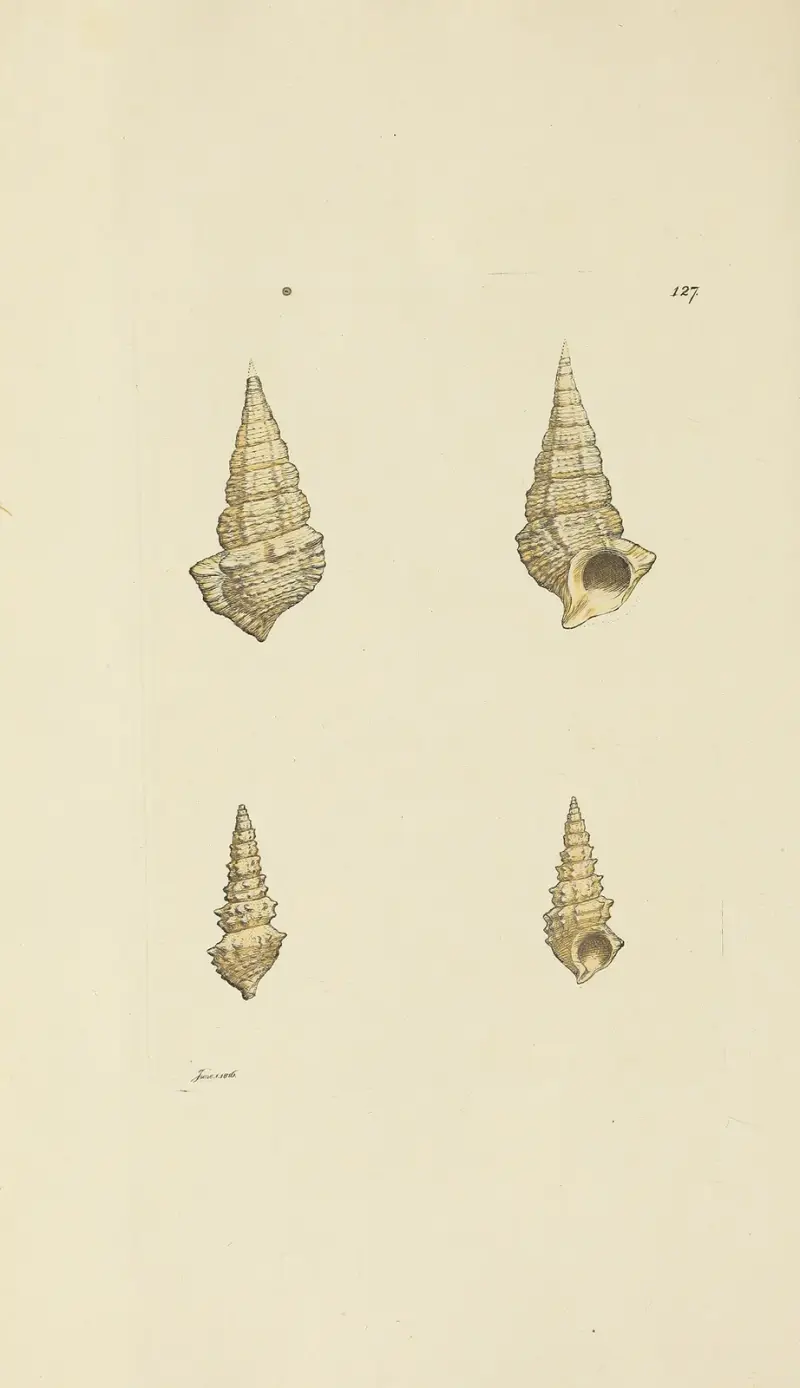 The mineral conchology of Great Britain Pl.123 av James Sowerby