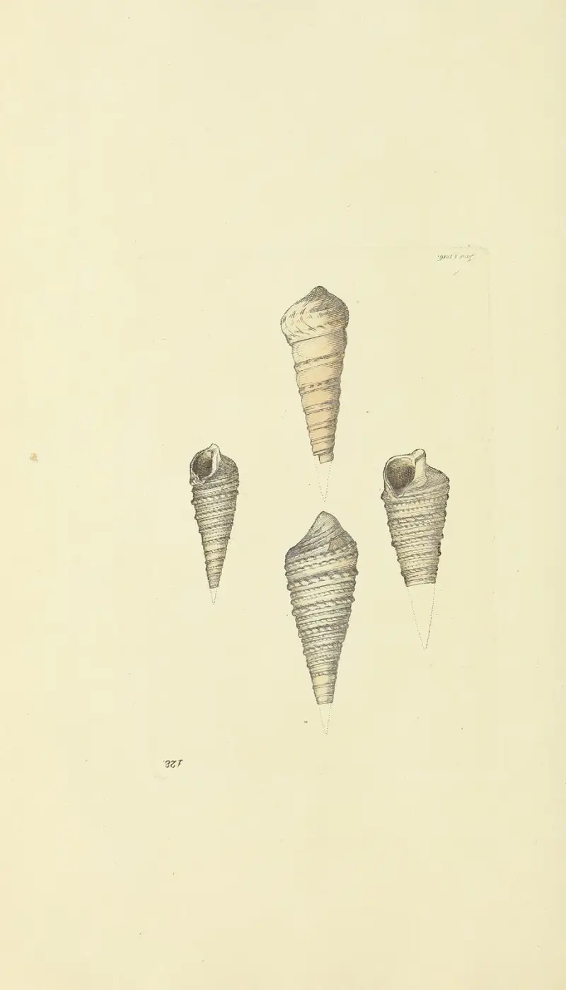 The mineral conchology of Great Britain Pl.124 av James Sowerby