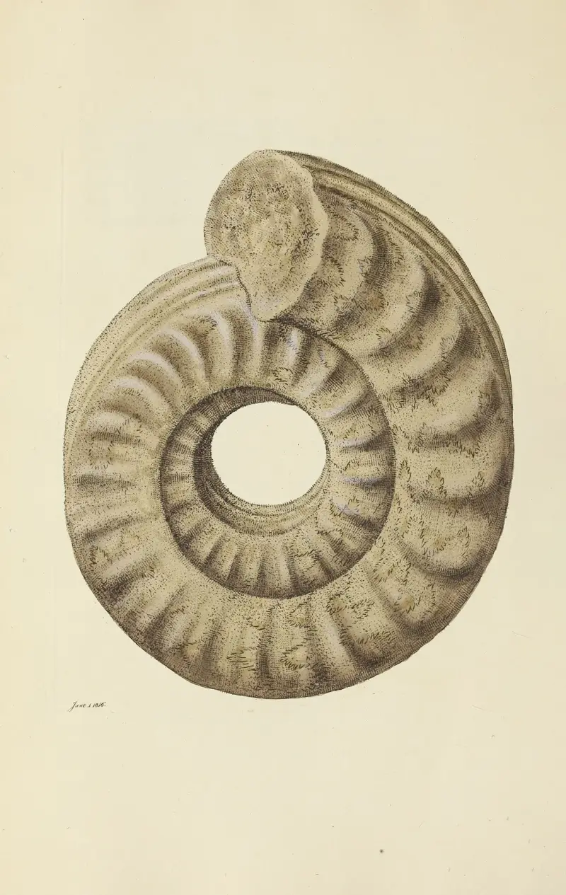 The mineral conchology of Great Britain Pl.126 av James Sowerby