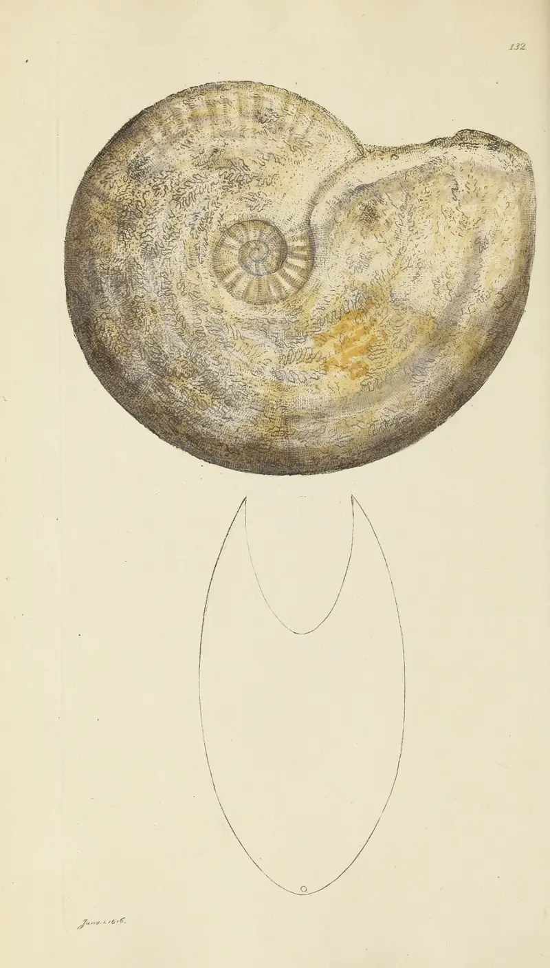 The mineral conchology of Great Britain Pl.128 av James Sowerby