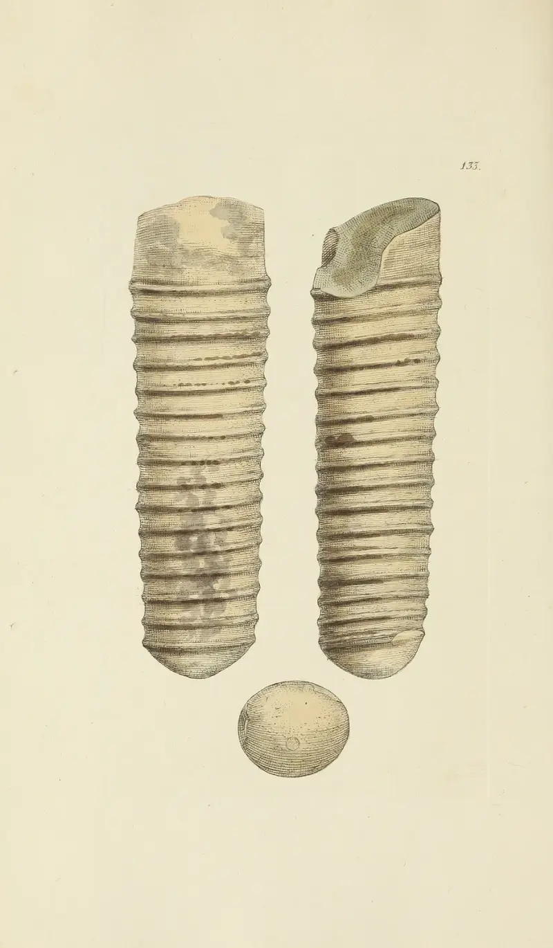 Mineralconchologi från Storbritannien, plansch 129 av James Sowerby