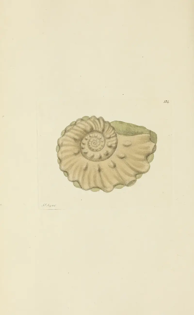 The mineral conchology of Great Britain Pl.130 av James Sowerby