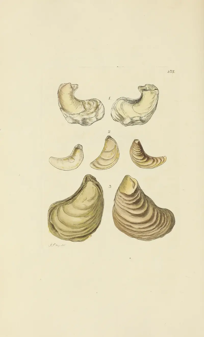 The mineral conchology of Great Britain Pl.131 av James Sowerby