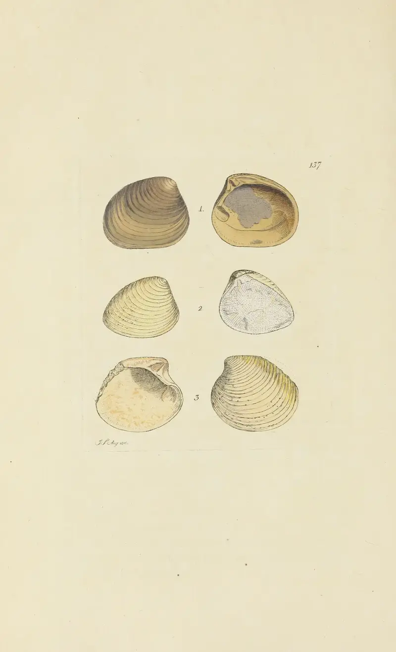 The mineral conchology of Great Britain Pl.133 av James Sowerby