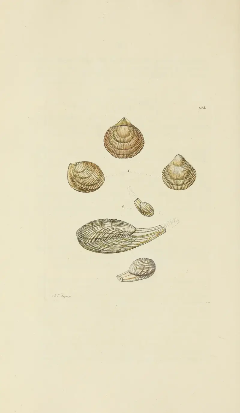 The mineral conchology of Great Britain Pl.134 av James Sowerby