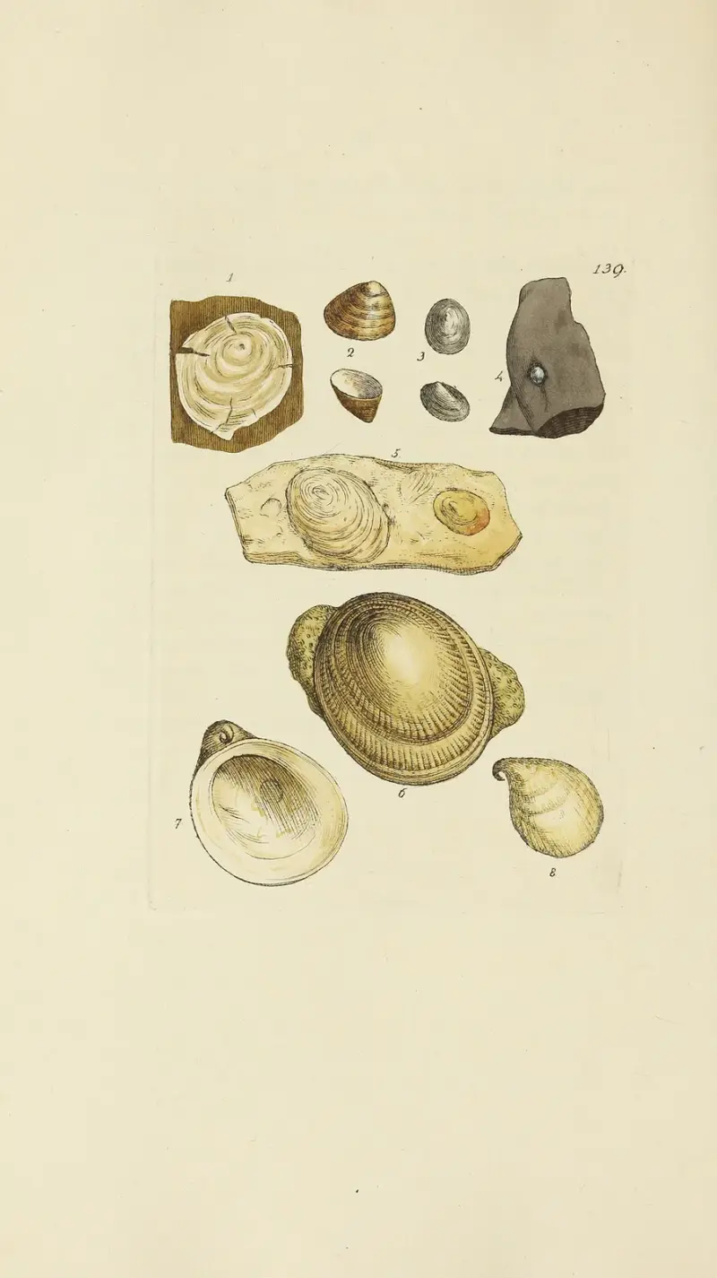 Mineralogi över Storbritanniens snäckor, plansch 135 av James Sowerby