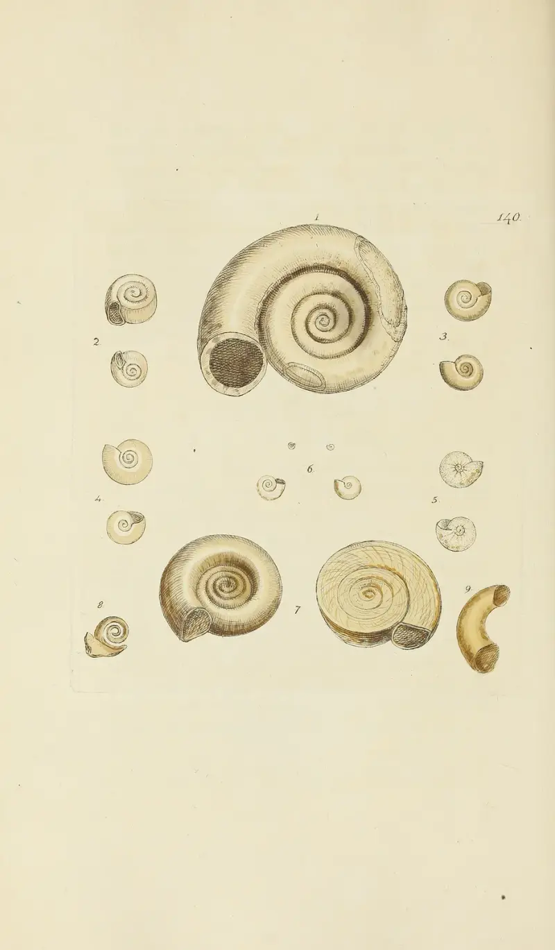 Mineralconchyliologi från Storbritannien, plansch 136 av James Sowerby