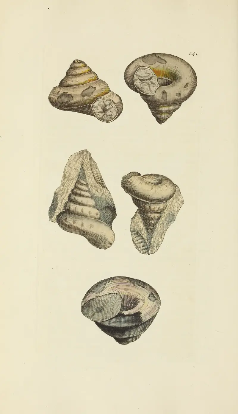 Mineralconchyliologi från Storbritannien, plansch 137 av James Sowerby
