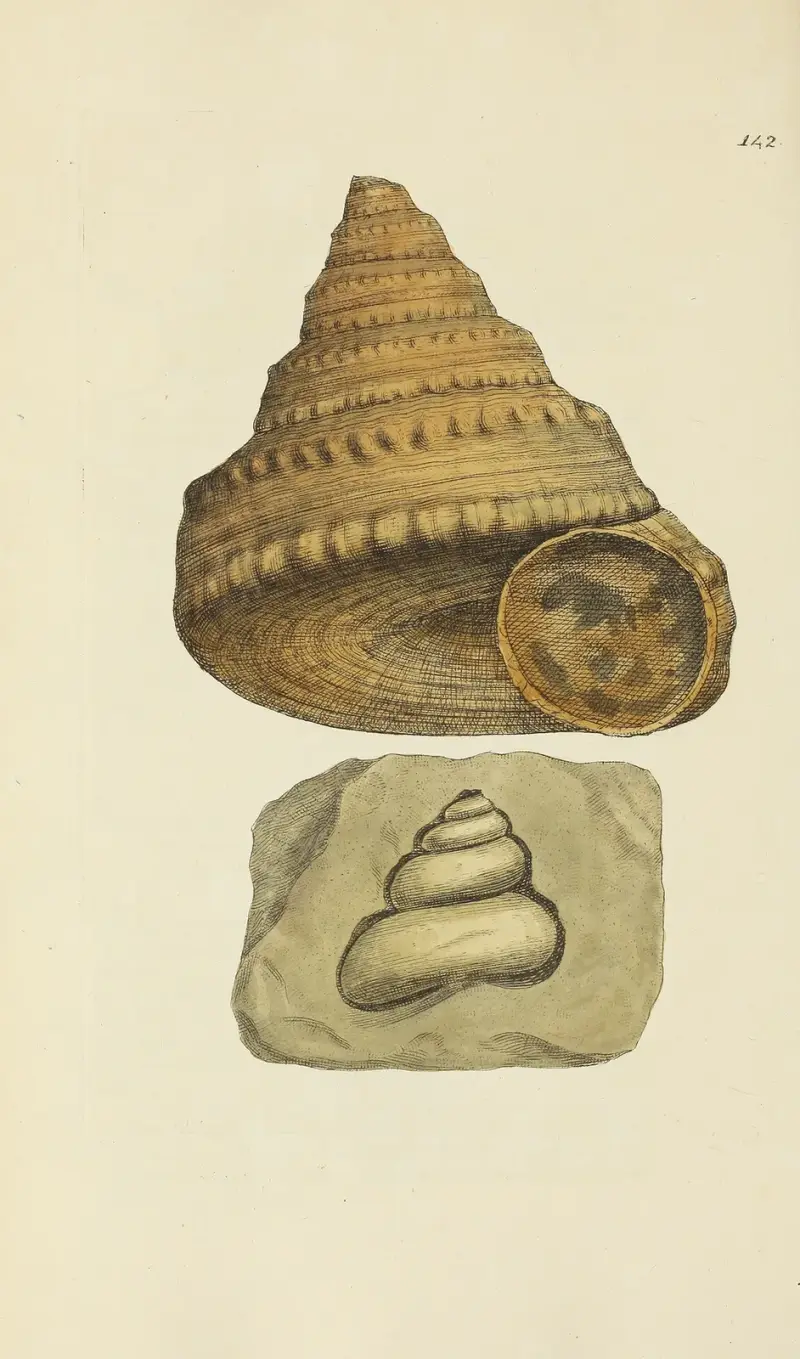 Mineralconchologi från Storbritannien, pl. 138 av James Sowerby