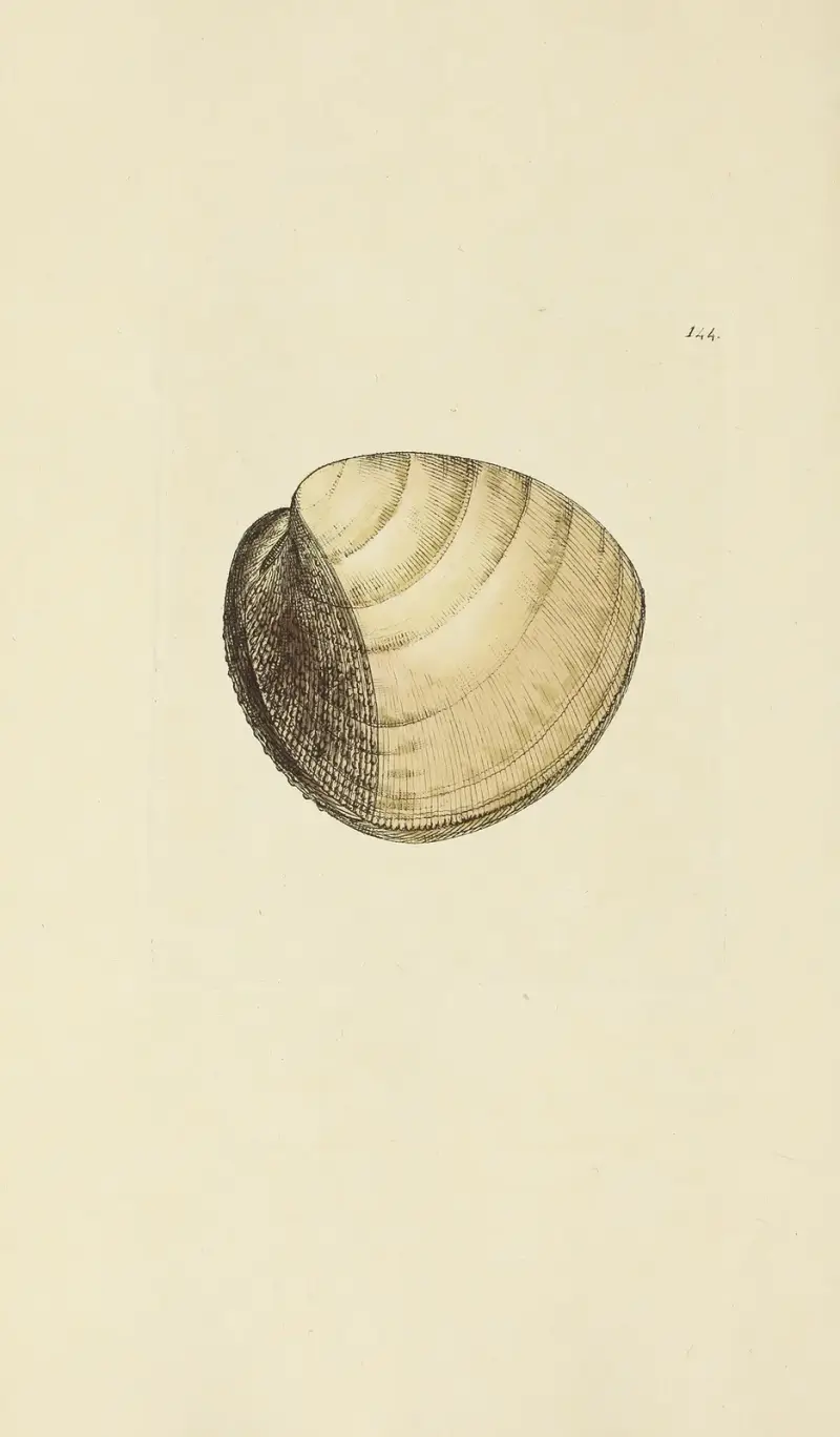 Mineralconchyliologi från Storbritannien, plansch 140 av James Sowerby