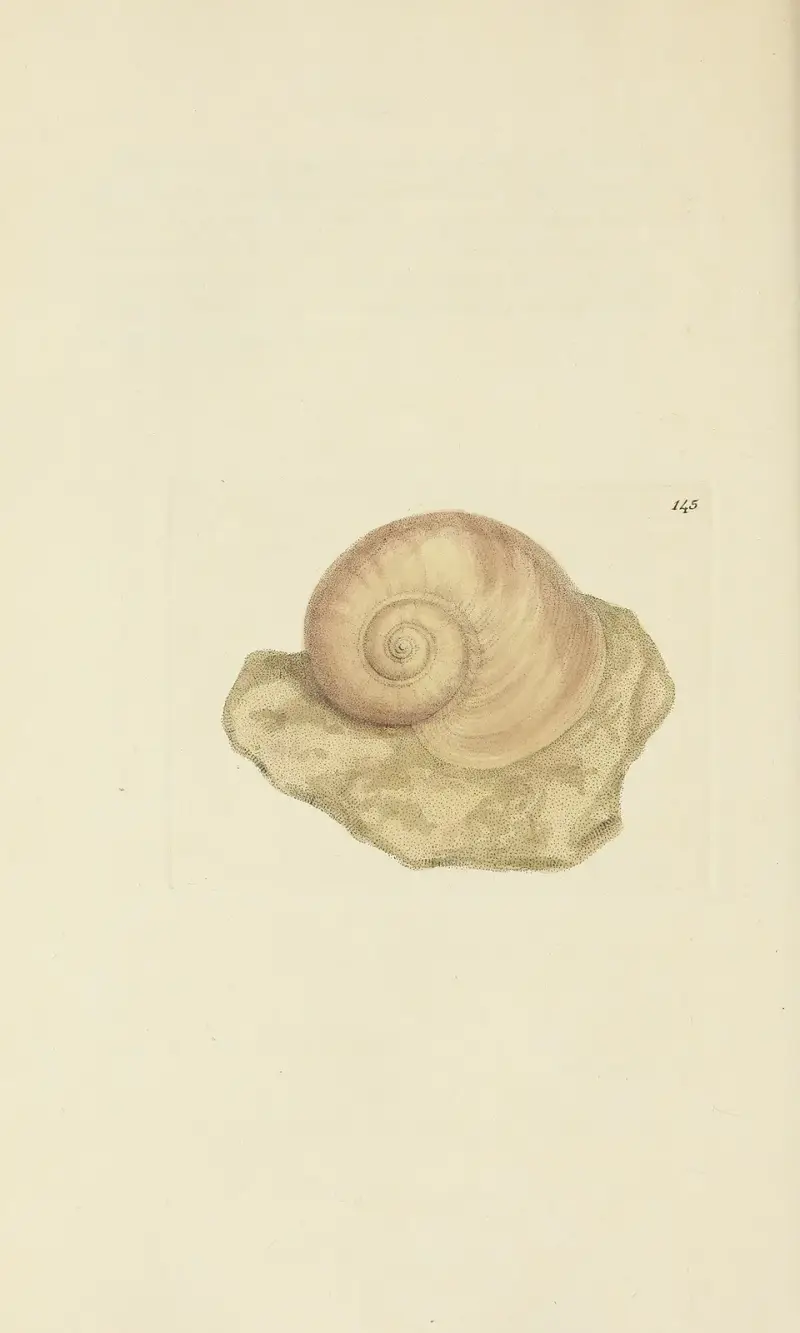 The mineral conchology of Great Britain Pl.141 av James Sowerby
