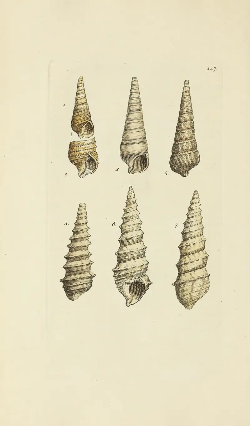 The mineral conchology of Great Britain Pl.143 av James Sowerby