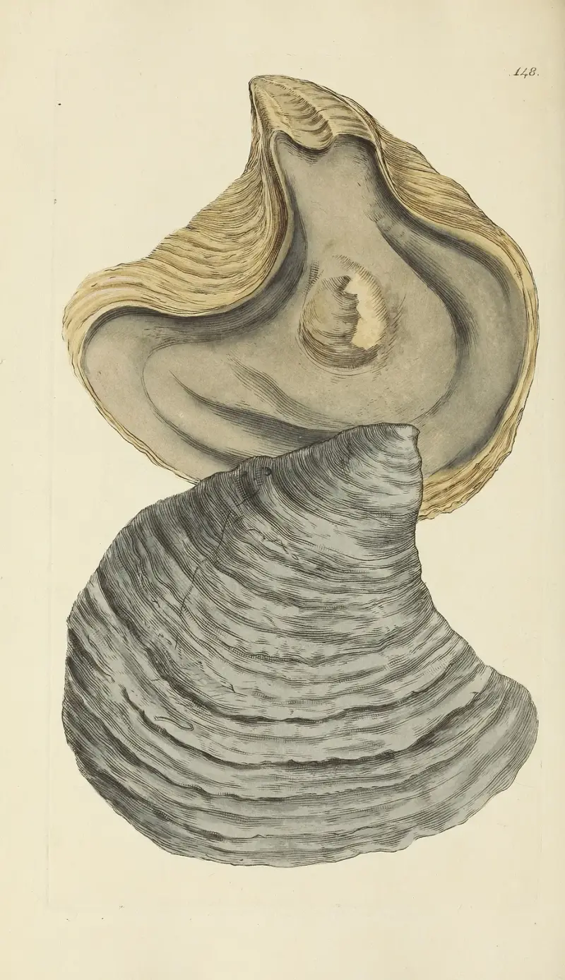 The mineral conchology of Great Britain Pl.144 av James Sowerby