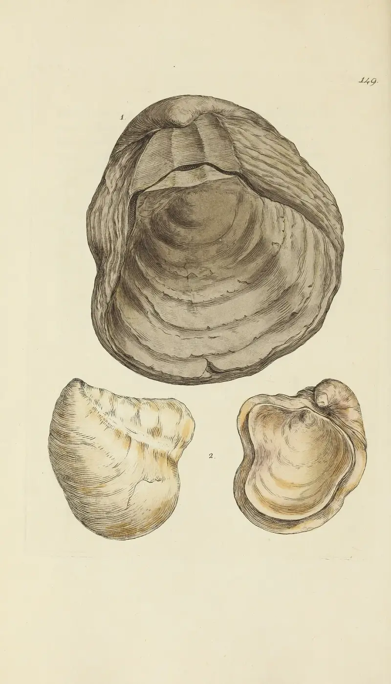 Mineralconchyliologi från Storbritannien, pl. 145 av James Sowerby