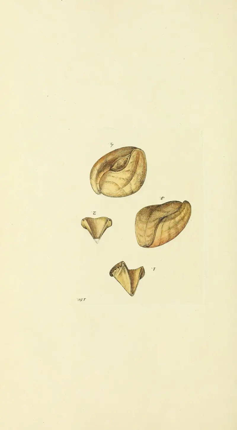 Mineralconchologi från Storbritannien, pl. 146 av James Sowerby