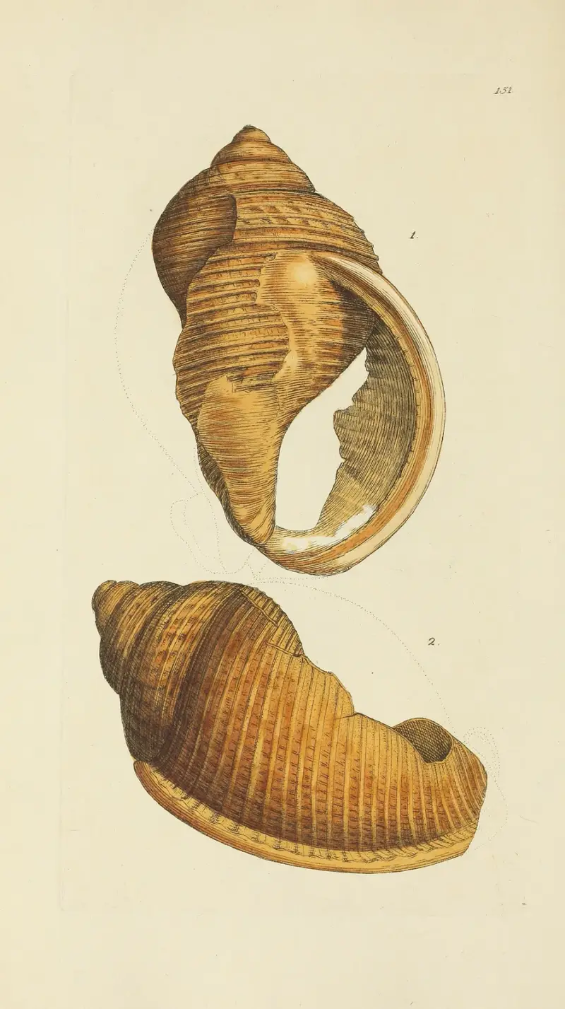 The mineral conchology of Great Britain Pl.147 av James Sowerby