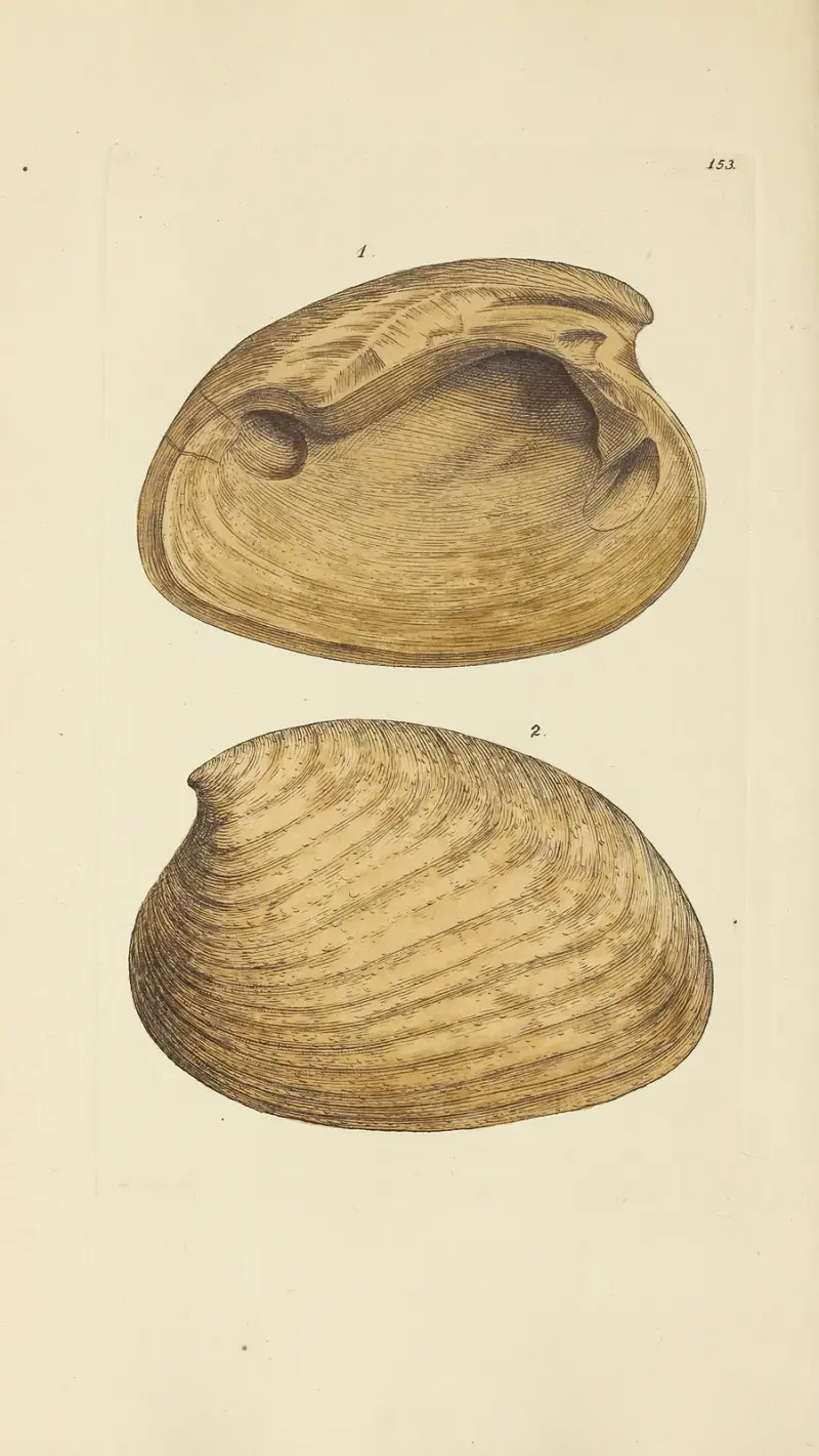 Mineralconchyliologi från Storbritannien, pl. 149 av James Sowerby