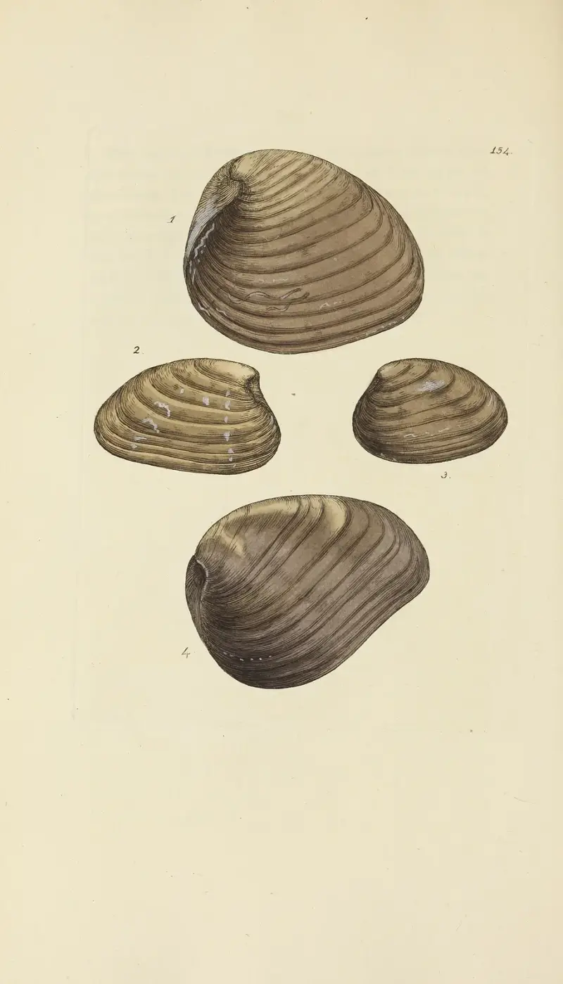 The mineral conchology of Great Britain Pl.150 av James Sowerby