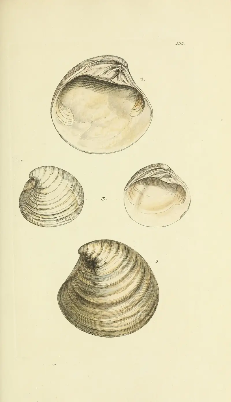 Mineralogiczna konchologia Wielkiej Brytanii, tabl. 151, James Sowerby
