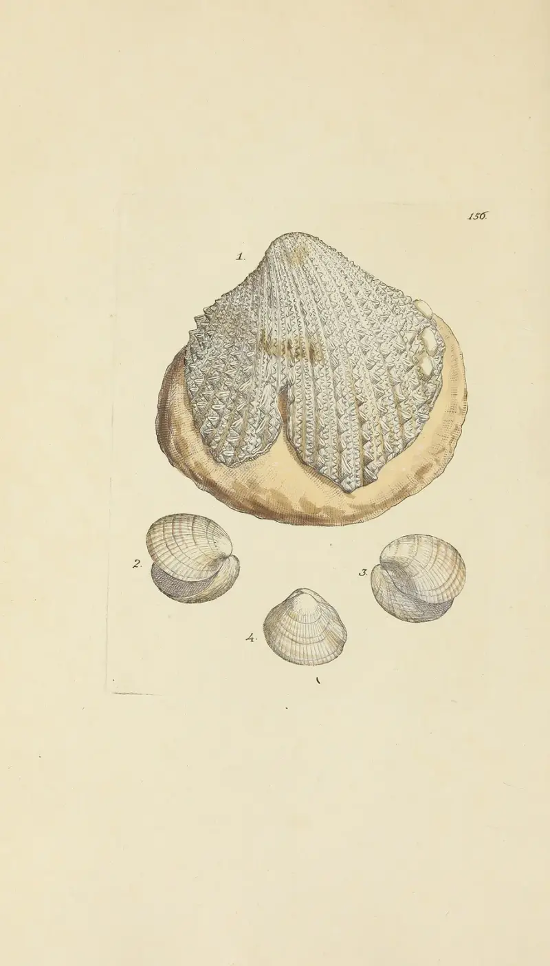 Mineralconchologi från Storbritannien, plansch 152 av James Sowerby