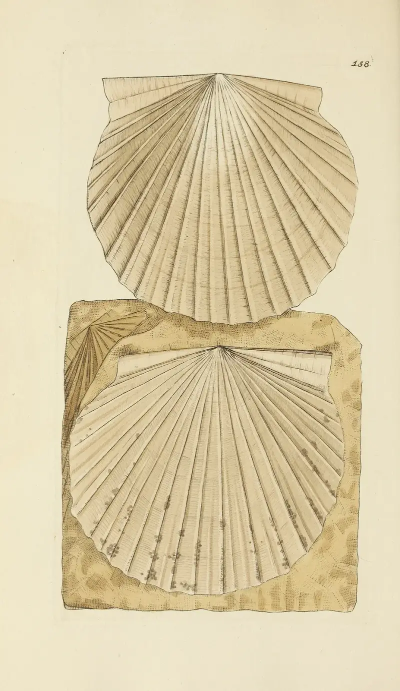 The mineral conchology of Great Britain Pl.154 av James Sowerby