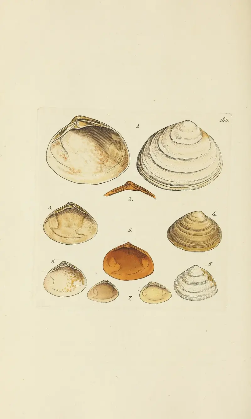 The Mineral Conchology of Great Britain, pl. 155 av James Sowerby