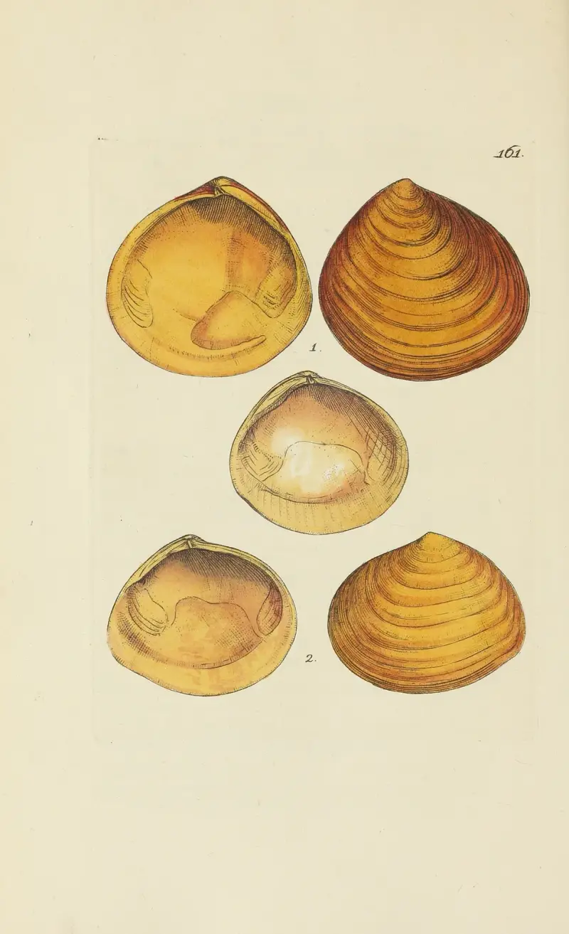The mineral conchology of Great Britain Pl.156 av James Sowerby